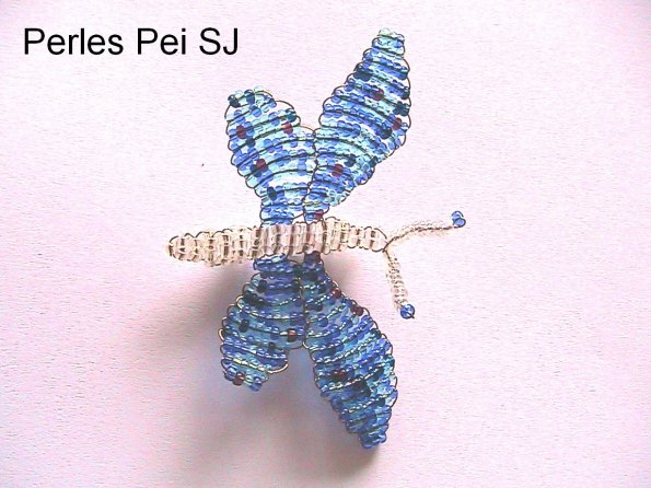 papillon-1
