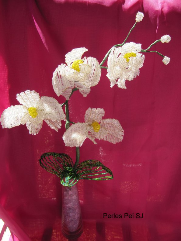 orchidee-blanche-grappe-30