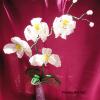 orchidee-blanche-grappe-5