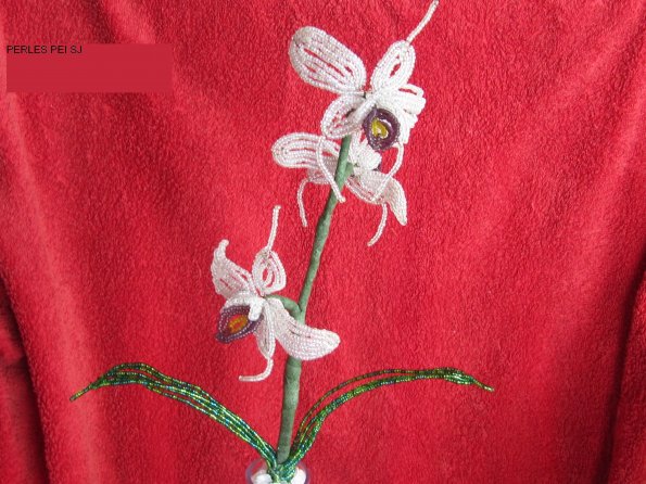 orchidee-jacqueline2