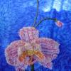 orchidee-maryse