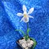 orchidee-noel-24