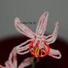 orchidee-rose-tachete