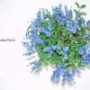 ceanothus