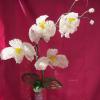 orchidee-blanche-grappe