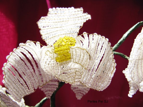 orchidee-blanche-grappe-35