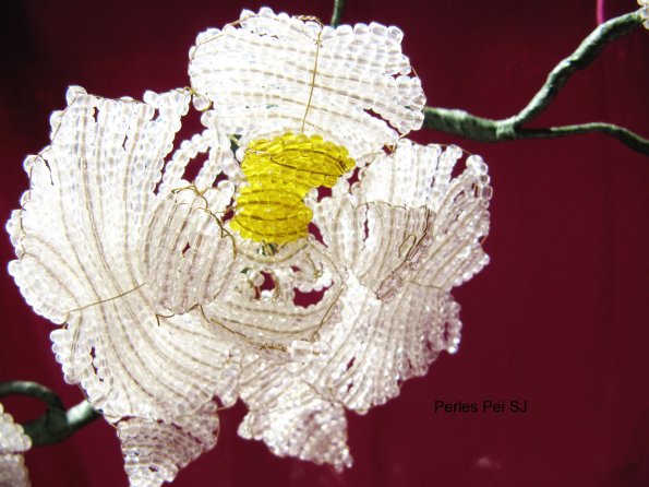 orchidee-blanche-grappe-36