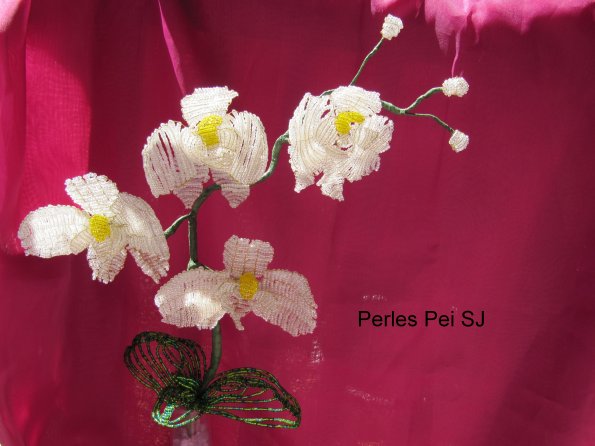 orchidee-blanche-grappe-40