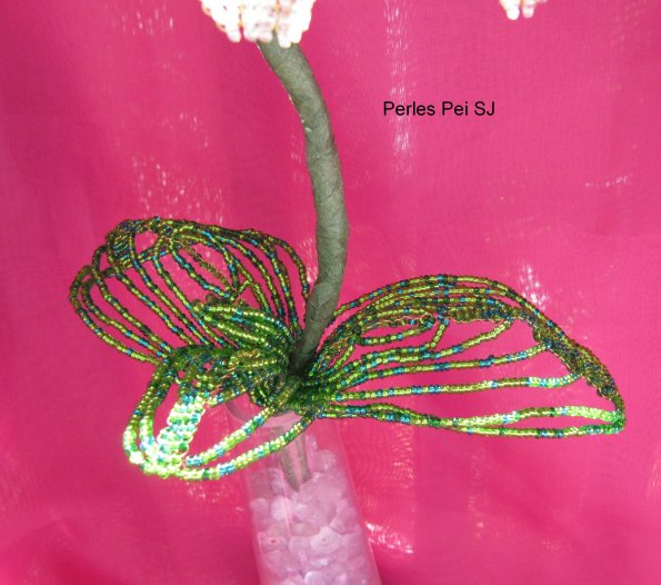 orchidee-blanche-grappe-41