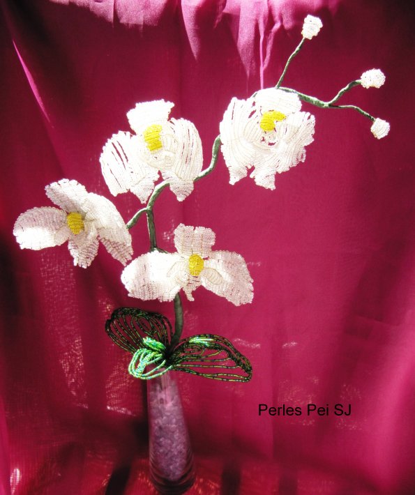 orchidee-blanche-grappe-5