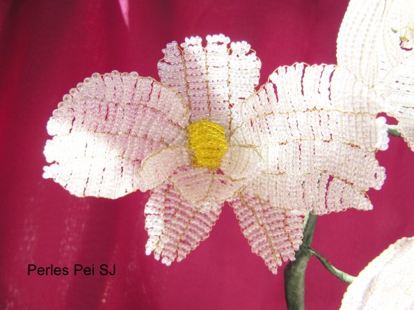 orchidee-blanche-grappe-7