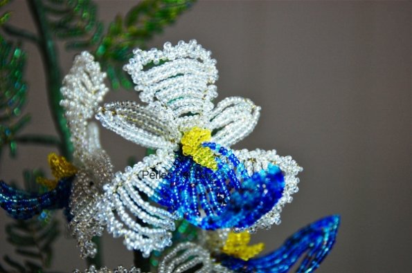 orchidees-bleues-ter