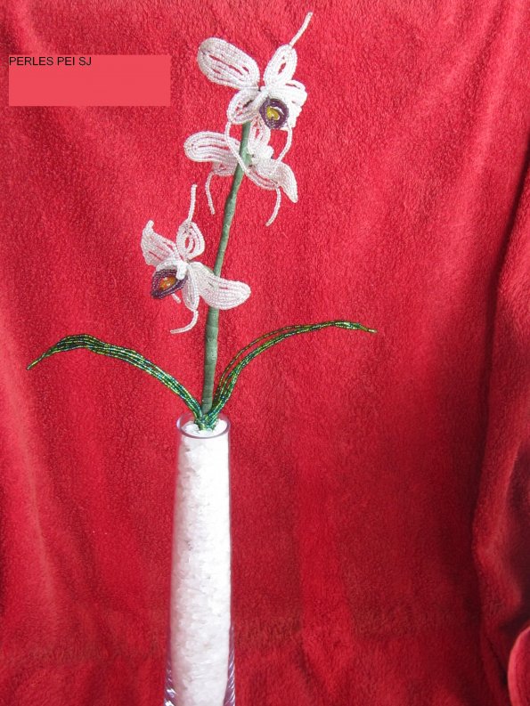 orchidee-jacqueline0