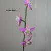 orchidee-3-roses-4