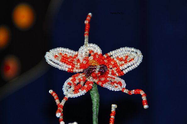 orchidee-tachete-orange-10