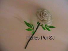 rose-jardin-blanche-1