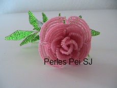 rose-jardin-rose-7