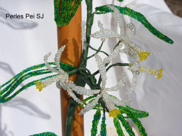 grand-pied-de-vanille-20